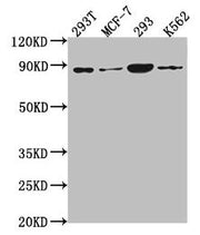 Western Blot Positive WB detected in: 293T whole cell lysate, MCF-7 whole cell lysate, 293 whole cell lysate, K562 whole cell lysate All lanes: P0C869 antibody at 1:2000 Secondary Goat polyclonal to rabbit IgG at 1/50000 dilution Predicted band si...