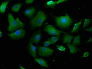 Immunofluorescence staining of U251 cells with CSB-PA018134LA01HU at 1:100, counter-stained with DAPI. The cells were fixed in 4% formaldehyde, permeabilized using 0.2% Triton X-100 and blocked in 10% normal Goat Serum. The cells were then incubat...