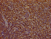 IHC image of CSB-PA018135LA01HU diluted at 1:100 and staining in paraffin-embedded human tonsil tissue performed on a Leica BondTM system. After dewaxing and hydration, antigen retrieval was mediated by high pressure in a citrate buffer (pH 6.0)....