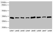 Western blot All lanes: PLP1 antibody at 4µg/ml Lane 1: Hela whole cell lysate Lane 2: HL60 whole cell lysate Lane 3: K562 whole cell lysate Lane 4: THP-1 whole cell lysate Lane 5: U937 whole cell lysate Lane 6: A549 whole cell lysate Lane 7: Caco...