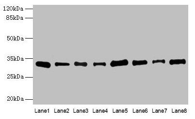 Western blot All lanes: PLP1 antibody at 4µg/ml Lane 1: Hela whole cell lysate Lane 2: HL60 whole cell lysate Lane 3: K562 whole cell lysate Lane 4: THP-1 whole cell lysate Lane 5: U937 whole cell lysate Lane 6: A549 whole cell lysate Lane 7: Caco...
