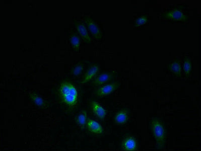 Immunofluorescent analysis of HepG2 cells using CSB-PA018241LA01HU at dilution of 1:100 and Alexa Fluor 488-congugated AffiniPure Goat Anti-Rabbit IgG(H+L)