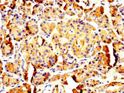 IHC image of CSB-PA018262LA01HU diluted at 1:200 and staining in paraffin-embedded human pancreatic tissue performed on a Leica BondTM system. After dewaxing and hydration, antigen retrieval was mediated by high pressure in a citrate buffer (pH 6....