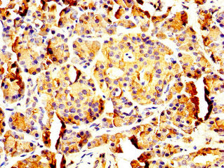 IHC image of CSB-PA018262LA01HU diluted at 1:200 and staining in paraffin-embedded human pancreatic tissue performed on a Leica BondTM system. After dewaxing and hydration, antigen retrieval was mediated by high pressure in a citrate buffer (pH 6....