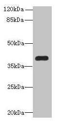 Western blot All lanes: PNMA1 antibody at 4µg/ml + Mouse brain tissue Secondary Goat polyclonal to rabbit IgG at 1/10000 dilution Predicted band size: 40 kDa Observed band size: 40 kDa