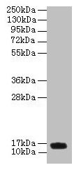 Western blot All lanes: PNRC2 antibody at 4µg/ml + U251 whole cell lysate Secondary Goat polyclonal to rabbit IgG at 1/10000 dilution Predicted band size: 16, 14 kDa Observed band size: 16 kDa