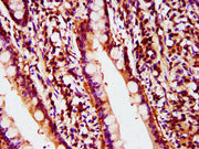 IHC image of CSB-PA018304LA01HU diluted at 1:400 and staining in paraffin-embedded human small intestine tissue performed on a Leica BondTM system. After dewaxing and hydration, antigen retrieval was mediated by high pressure in a citrate buffer (...