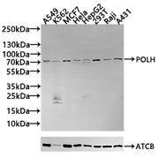 Western Blot Positive WB detected in: A549 whole cell lysate, K562 whole cell lysate All lanes: POLH antibody at 2.8µg/ml Secondary Goat polyclonal to rabbit IgG at 1/50000 dilution Predicted band size: 79, 47 kDa Observed band size: 79 kDa