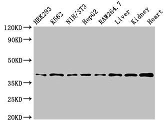 Western Blot Positive WB detected in: HEK293 whole cell lysate, K562 whole cell lysate, NIH/3T3 whole cell lysate, HepG2 whole cell lysate, RAW264.7 whole cell lysate, Mouse liver tissue, Mouse kidney tissue, Rat heart tissue All lanes: POLR1C ant...