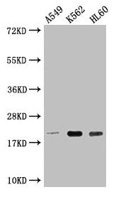Western Blot Positive WB detected in: A549 whole cell lysate, K562 whole cell lysate, HL60 whole cell lysate All lanes: POLR2G antibody at 1:2000 Secondary Goat polyclonal to rabbit IgG at 1/50000 dilution Predicted band size: 20 kDa Observed band...