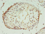 Immunohistochemistry of paraffin-embedded human testis tissue using CSB-PA018336LA01HU at dilution of 1:100