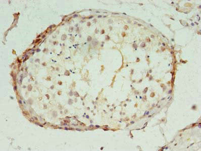 Immunohistochemistry of paraffin-embedded human testis tissue using CSB-PA018336LA01HU at dilution of 1:100