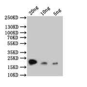 Western Blot Positive WB detected in: recombinant protein All lanes: rpc53 Antibody at 1:1000 Secondary Goat polyclonal to rabbit IgG at 1/50000 dilution Predicted band size: 20 kDa Observed band size: 20 kDa