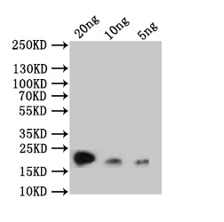 Western Blot Positive WB detected in: recombinant protein All lanes: rpc53 Antibody at 1:1000 Secondary Goat polyclonal to rabbit IgG at 1/50000 dilution Predicted band size: 20 kDa Observed band size: 20 kDa