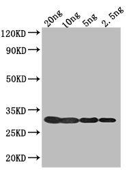 Western Blot Positive WB detected in: recombinant protein All lanes: 1 Antibody at 1:1000 Secondary Goat polyclonal to rabbit IgG at 1/50000 dilution Predicted band size: 30 kDa Observed band size: 30 kDa
