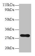 Western blot All lanes: POMC antibody at 2µg/ml + NIH/3T3 whole cell lysate Secondary Goat polyclonal to rabbit IgG at 1/10000 dilution Predicted band size: 30 kDa Observed band size: 30 kDa