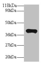 Western blot All lanes: PON1 antibody at 2µg/ml + Mouse liver tissue Secondary Goat polyclonal to rabbit IgG at 1/10000 dilution Predicted band size: 40 kDa Observed band size: 40 kDa