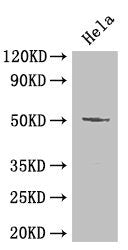 Western Blot Positive WB detected in: Hela whole cell lysate All lanes: POU2F2 antibody at 2µg/ml Secondary Goat polyclonal to rabbit IgG at 1/50000 dilution Predicted band size: 52, 50, 44, 63 kDa Observed band size: 52 kDa