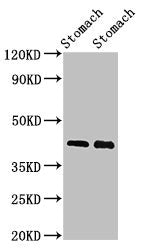 Western Blot Positive WB detected in: Rat stomach tissue, Mouse stomach tissue All lanes: POU3F1 antibody at 3ug/ml Secondary Goat polyclonal to rabbit IgG at 1/50000 dilution Predicted band size: 46 kDa Observed band size: 46 kDa