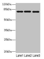 Western blot All lanes: PPEF1 antibody at 1µg/ml Lane 1: U251 whole cell lysate Lane 2: A549 whole cell lysate Lane 3: Mouse gonadal tissue Secondary Goat polyclonal to rabbit IgG at 1/10000 dilution Predicted band size: 76, 70, 73, 45, 69 kDa Obs...