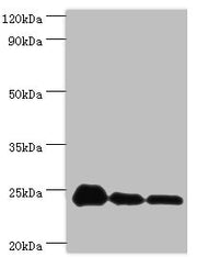 Western blot All lanes: PPIB antibody at 9µg/ml Lane 1: NIH/3T3 whole cell lysate Lane 2: Hela whole cell lysate Lane 3: HepG2 whole cell lysate Secondary Goat polyclonal to rabbit IgG at 1/10000 dilution Predicted band size: 24 kDa Observed band...
