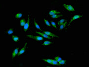 Immunofluorescent analysis of Hela cells using CSB-PA018473LA01HU at dilution of 1:100 and Alexa Fluor 488-congugated AffiniPure Goat Anti-Rabbit IgG(H+L)
