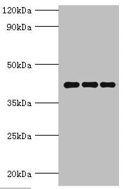 Western blot All lanes: Peptidyl-prolyl cis-trans isomerase D antibody at 9ug/ml Lane 1: Mouse brain tissue Lane 2: A549 whole cell lysate Lane 3: MCF-7 whole cell lysate Secondary Goat polyclonal to rabbit IgG at 1/10000 dilution Predicted band s...