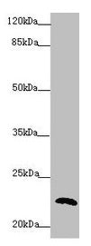 Western blot All lanes: PPIF antibody at 5.65µg/ml + 293T whole cell lysate Secondary Goat polyclonal to rabbit IgG at 1/10000 dilution Predicted band size: 23, 17 kDa Observed band size: 23 kDa