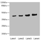 Western blot All lanes: PPM1A antibody at 6.88µg/ml Lane 1: HepG2 whole cell lysate Lane 2: SH-SY5Y whole cell lysate Lane 3: Mouse liver tissue Lane 4: Mouse brain tissue Secondary Goat polyclonal to rabbit IgG at 1/10000 dilution Predicted band...