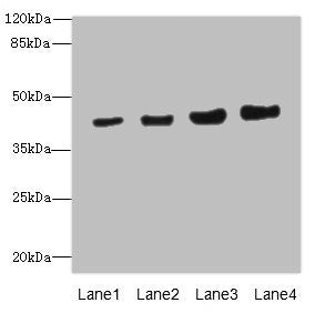 Western blot All lanes: PPM1A antibody at 6.88µg/ml Lane 1: HepG2 whole cell lysate Lane 2: SH-SY5Y whole cell lysate Lane 3: Mouse liver tissue Lane 4: Mouse brain tissue Secondary Goat polyclonal to rabbit IgG at 1/10000 dilution Predicted band...