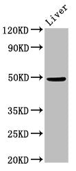 Western Blot Positive WB detected in: Mouse liver tissue All lanes: PPM1F antibody at 3ug/ml Secondary Goat polyclonal to rabbit IgG at 1/50000 dilution Predicted band size: 50, 39 kDa Observed band size: 50 kDa