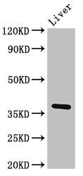 Western Blot Positive WB detected in: Rat liver tissue All lanes: Ppp1cb antibody at 3ug/ml Secondary Goat polyclonal to rabbit IgG at 1/50000 dilution Predicted band size: 38 kDa Observed band size: 38 kDa