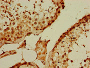 Immunohistochemistry of paraffin-embedded human testis tissue using CSB-PA018594LA01HU at dilution of 1:100
