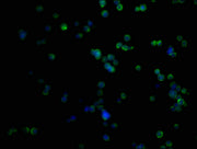 Immunofluorescence staining of K562 cells with CSB-PA018605LA01HU at 1:50, counter-stained with DAPI. The cells were fixed in 4% formaldehyde, permeabilized using 0.2% Triton X-100 and blocked in 10% normal Goat Serum. The cells were then incubate...