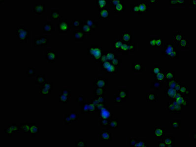 Immunofluorescence staining of K562 cells with CSB-PA018605LA01HU at 1:50, counter-stained with DAPI. The cells were fixed in 4% formaldehyde, permeabilized using 0.2% Triton X-100 and blocked in 10% normal Goat Serum. The cells were then incubate...