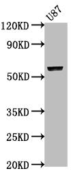 Western Blot Positive WB detected in: U87 whole cell lysate All lanes: PRAMEF17 antibody at 1:2000 Secondary Goat polyclonal to rabbit IgG at 1/50000 dilution Predicted band size: 55 kDa Observed band size: 55 kDa