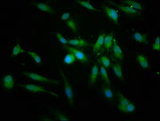 Immunofluorescence staining of Hela cells with CSB-PA018636LA01HU at 1:166, counter-stained with DAPI. The cells were fixed in 4% formaldehyde, permeabilized using 0.2% Triton X-100 and blocked in 10% normal Goat Serum. The cells were then incubat...