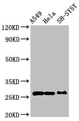 Western Blot Positive WB detected in: A549 whole cell lysate, Hela whole cell lysate, SH-SY5Y whole cell lysate All lanes: PRDX6 antibody at 4ug/ml Secondary Goat polyclonal to rabbit IgG at 1/50000 dilution Predicted band size: 26 kDa Observed ba...