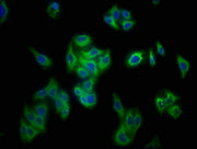 Immunofluorescence staining of HepG2 cells with CSB-PA018668LA01MO at 1:133, counter-stained with DAPI. The cells were fixed in 4% formaldehyde, permeabilized using 0.2% Triton X-100 and blocked in 10% normal Goat Serum. The cells were then incuba...