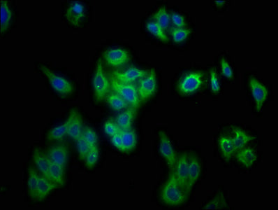 Immunofluorescence staining of HepG2 cells with CSB-PA018668LA01MO at 1:133, counter-stained with DAPI. The cells were fixed in 4% formaldehyde, permeabilized using 0.2% Triton X-100 and blocked in 10% normal Goat Serum. The cells were then incuba...