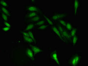 Immunofluorescent analysis of Hela cells using CSB-PA018680LA01HU at dilution of 1:100 and Alexa Fluor 488-congugated AffiniPure Goat Anti-Rabbit IgG(H+L)