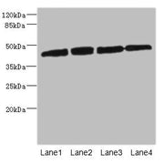 Western blot All lanes: PRKAR1B antibody at 2.66ug/ml Lane 1: HepG2 whole cell lysate Lane 2: Jurkat whole cell lysate Lane 3: 293T whole cell lysate Lane 4: Hela whole cell lysate Secondary Goat polyclonal to rabbit IgG at 1/10000 dilution Predic...