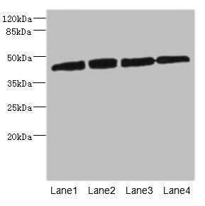 Western blot All lanes: PRKAR1B antibody at 2.66ug/ml Lane 1: HepG2 whole cell lysate Lane 2: Jurkat whole cell lysate Lane 3: 293T whole cell lysate Lane 4: Hela whole cell lysate Secondary Goat polyclonal to rabbit IgG at 1/10000 dilution Predic...