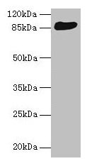 Western blot All lanes: THAP12 antibody at 10µg/ml + HepG2 whole cell lysate Secondary Goat polyclonal to rabbit IgG at 1/10000 dilution Predicted band size: 88, 57 kDa Observed band size: 88 kDa