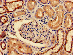 Immunohistochemistry of paraffin-embedded human kidney tissue using CSB-PA018727LA01HU at dilution of 1:100