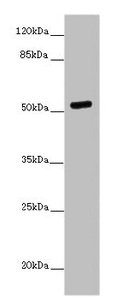 Western blot All lanes: PRMT3 antibody at 7ug/ml + MCF-7 whole cell lysate Secondary Goat polyclonal to rabbit IgG at 1/10000 dilution Predicted band size: 60, 53 kDa Observed band size: 53 kDa
