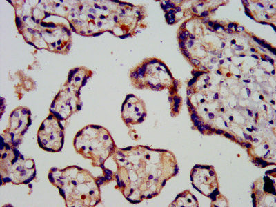 IHC image of CSB-PA018746LA01HU diluted at 1:200 and staining in paraffin-embedded human placenta tissue performed on a Leica BondTM system. After dewaxing and hydration, antigen retrieval was mediated by high pressure in a citrate buffer (pH 6.0)...
