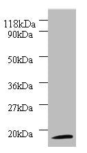 Western blot All lanes: 40S ribosomal protein S11 antibody at 2ug/ml + 293T whole cell lysate Secondary Goat polyclonal to rabbit IgG at 1/10000 dilution Predicted band size: 18 kDa Observed band size: 18 kDa