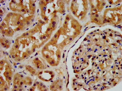 IHC image of CSB-PA018838LA01HU diluted at 1:200 and staining in paraffin-embedded human kidney tissue performed on a Leica BondTM system.