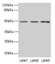 Western blot All lanes: PSG6 antibody at 6µg/ml Lane 1: HepG2 whole cell lysate Lane 2: 293T whole cell lysate Lane 3: MCF-7 whole cell lysate Secondary Goat polyclonal to rabbit IgG at 1/10000 dilution Predicted band size: 49, 48 kDa Observed ban...